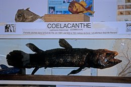 Archipel-des-Comores;-Cœlacanthe;-Faune-marine;-France;-Kaleidos;-Kaleidos-images;-La-parole-à-limage;-Latimeria-chalumnae;-Laurent-Abad;-Mayotte;-Musée;-Océan-Indien;-Poisson;-Stories-Pictures;-Vitrine